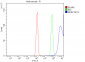 Anti-Ki67 Antibody Picoband™ (monoclonal, 5E12)